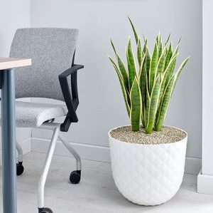Artificial Office Plants